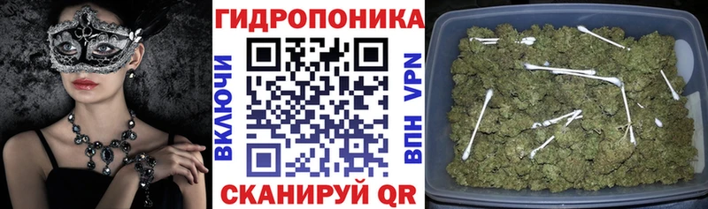kraken как зайти  Сясьстрой  Бошки Шишки SATIVA & INDICA 